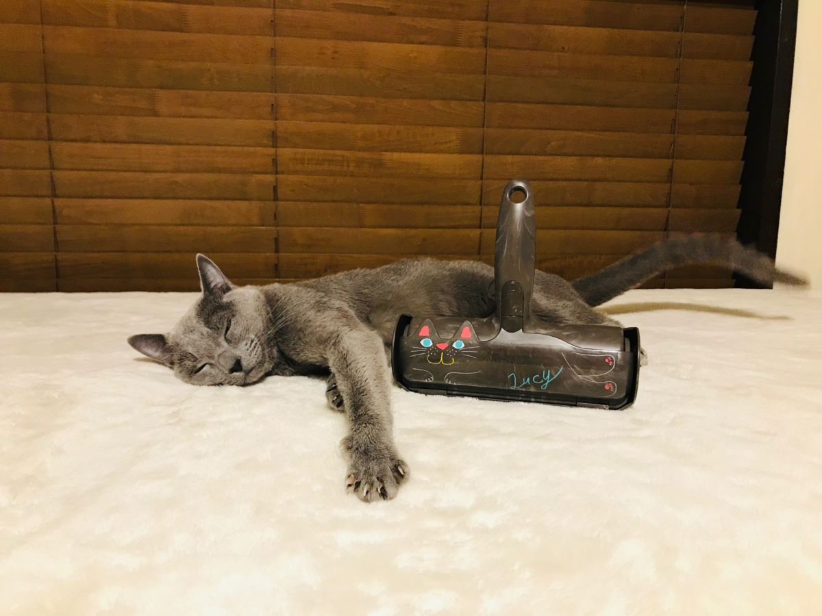 猫ちゃんが寝ている間にお掃除!